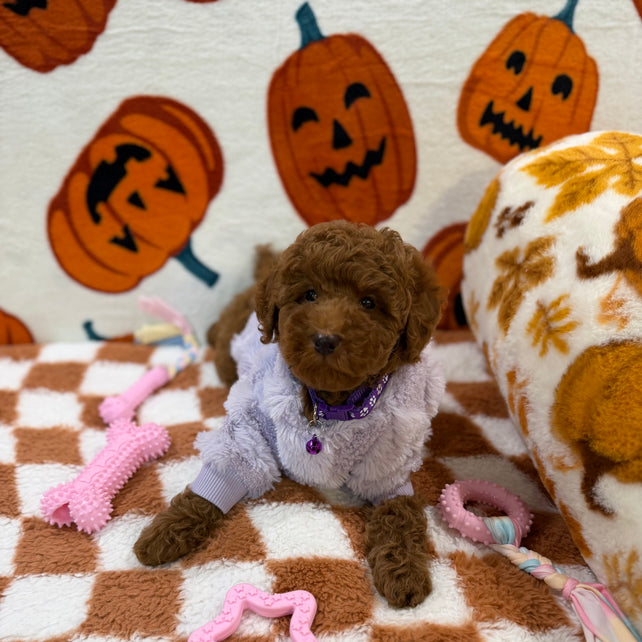 PENNY (Mini Poodle)