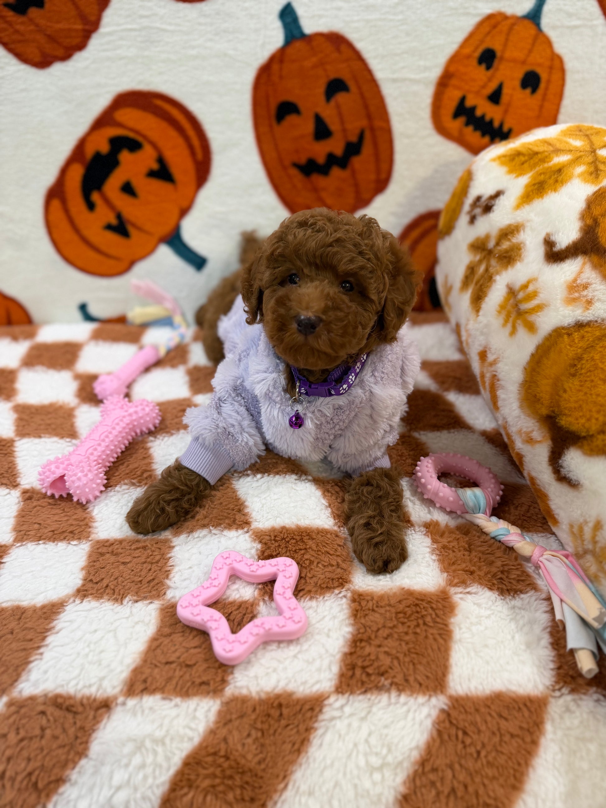PENNY (Mini Poodle)