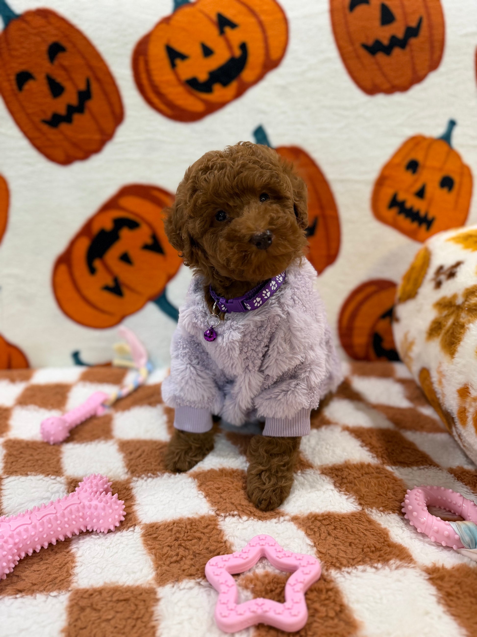PENNY (Mini Poodle)
