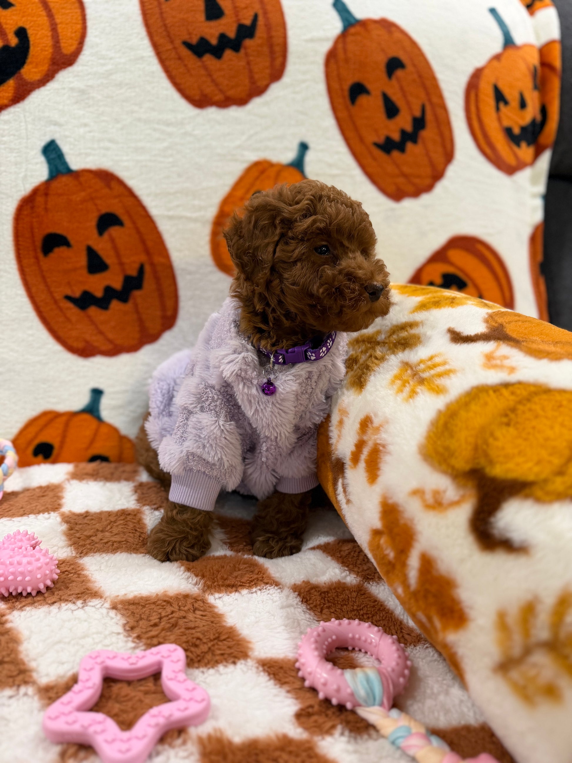 PENNY (Mini Poodle)