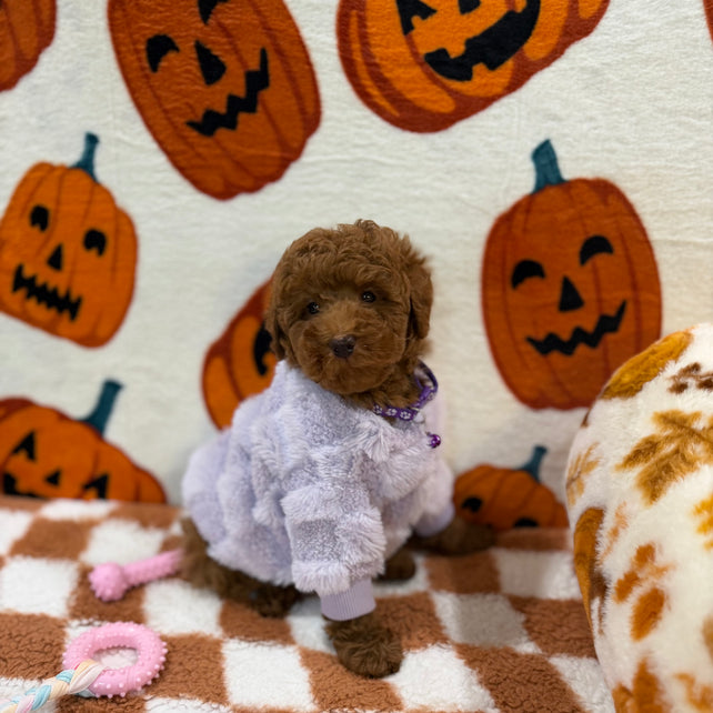 PENNY (Mini Poodle)
