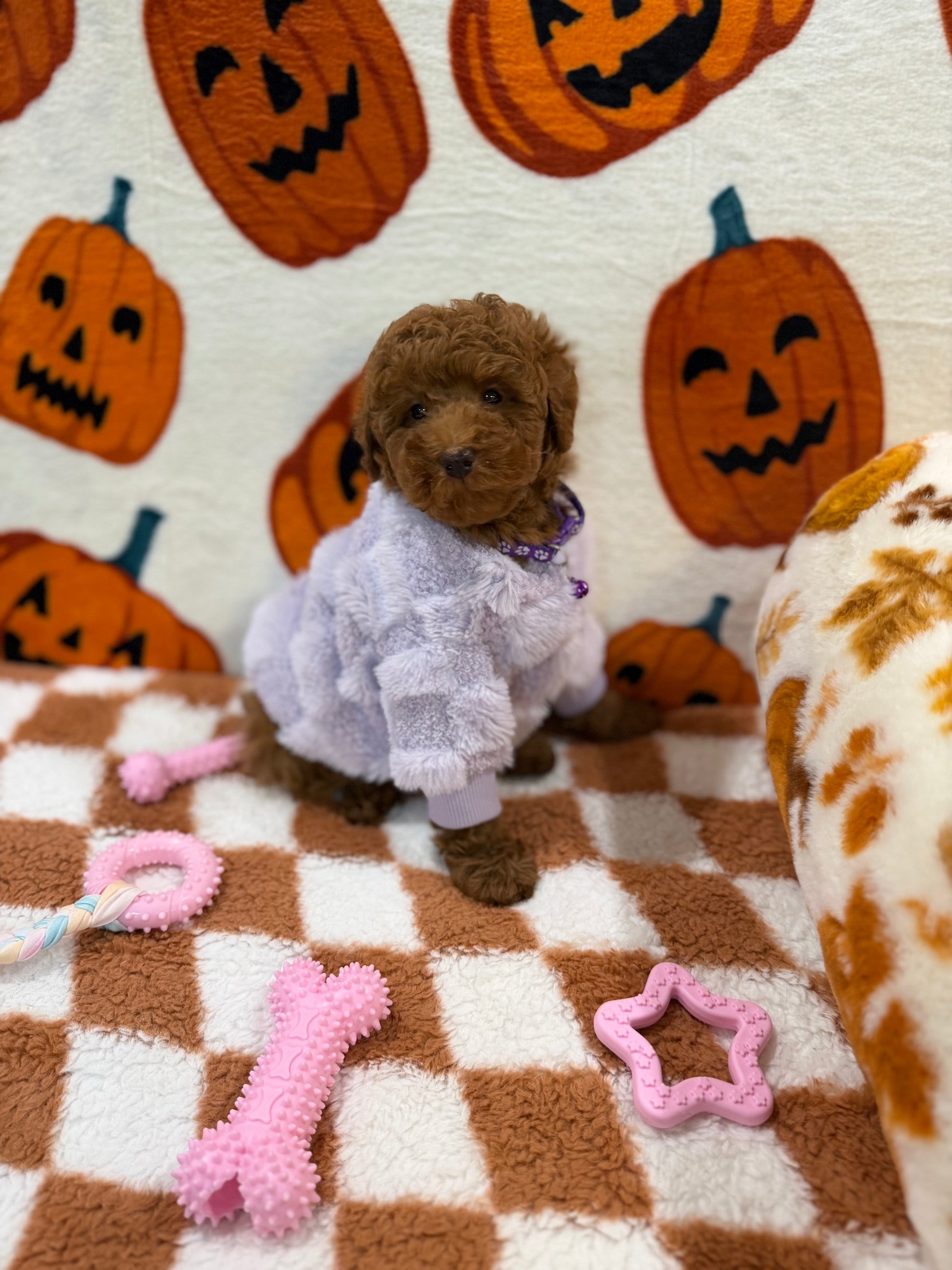 PENNY (Mini Poodle)