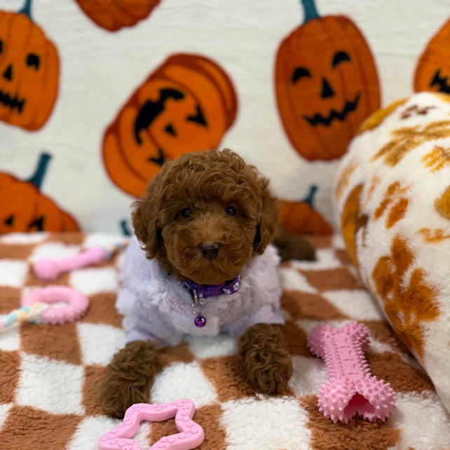 PENNY (Mini Poodle)