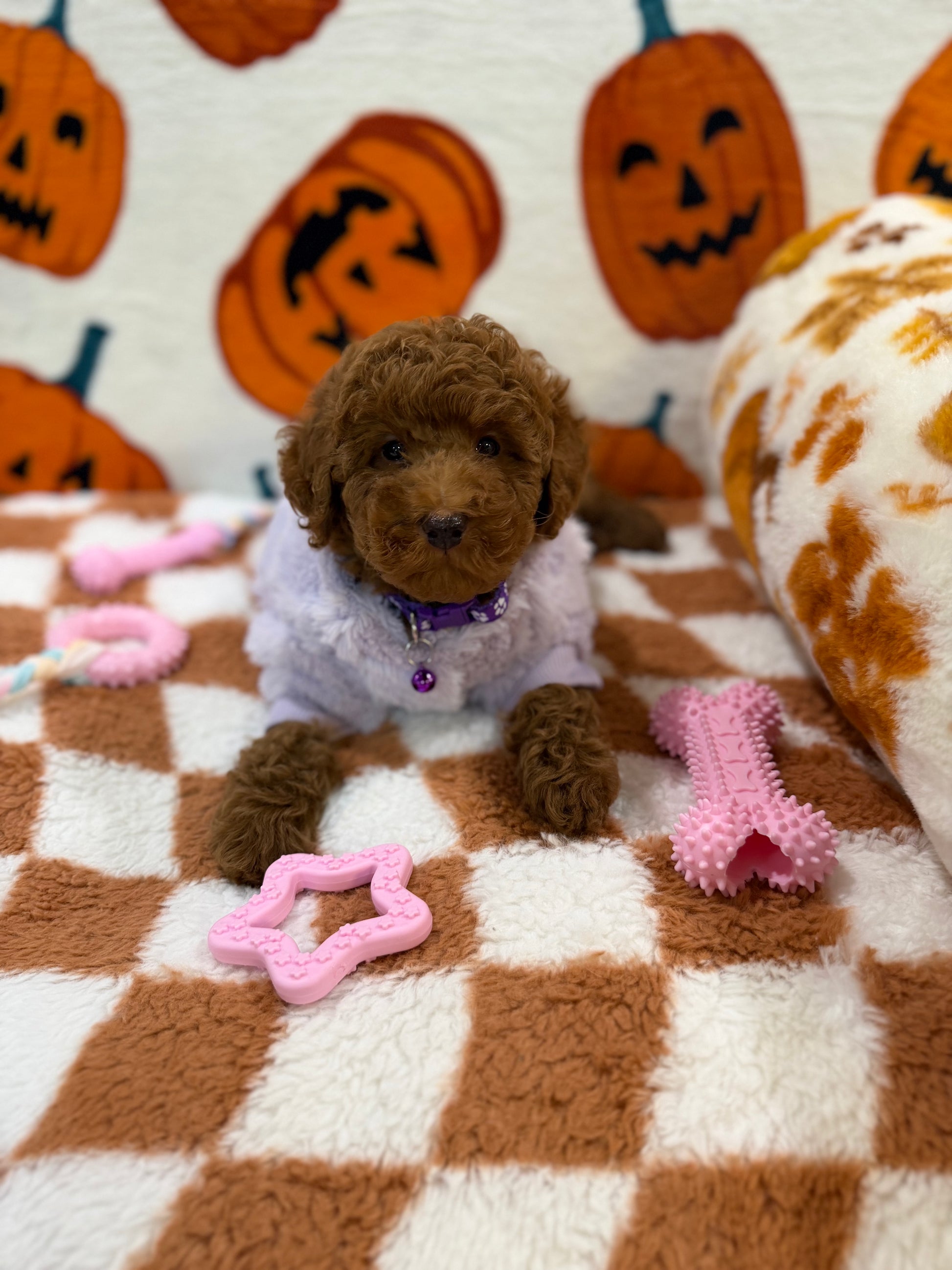 PENNY (Mini Poodle)