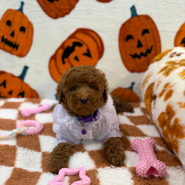 PENNY (Mini Poodle)