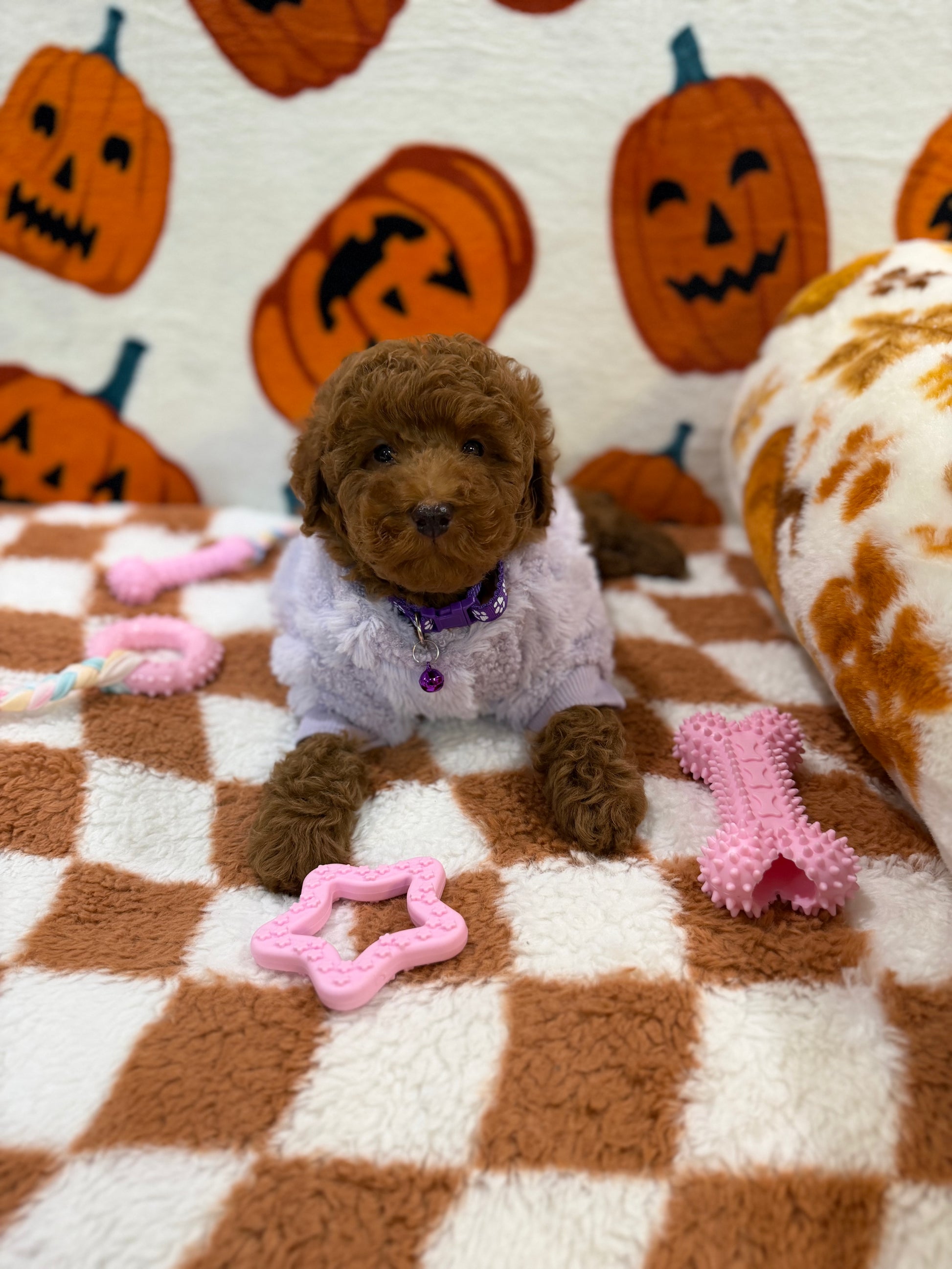 PENNY (Mini Poodle)