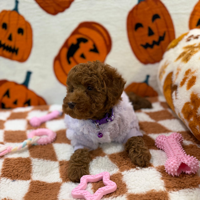 PENNY (Mini Poodle)