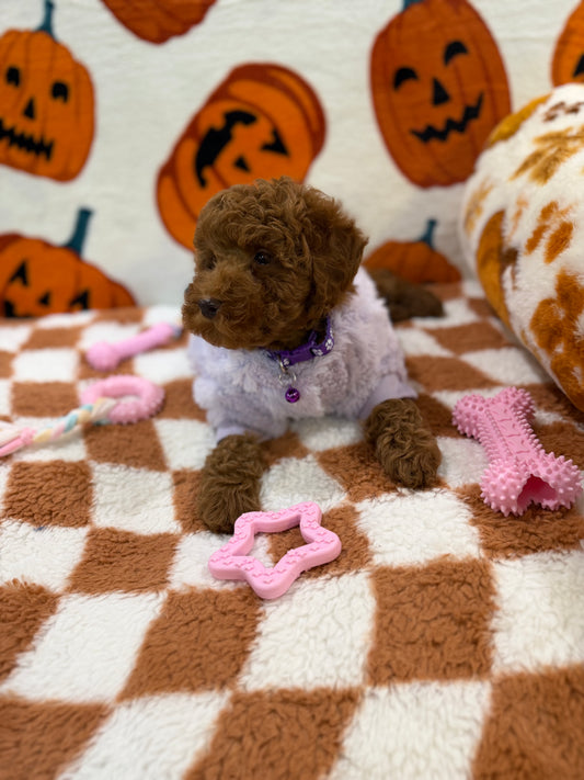 PENNY (Mini Poodle)