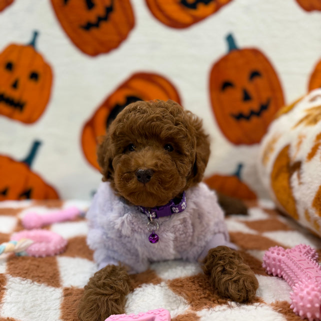PENNY (Mini Poodle)