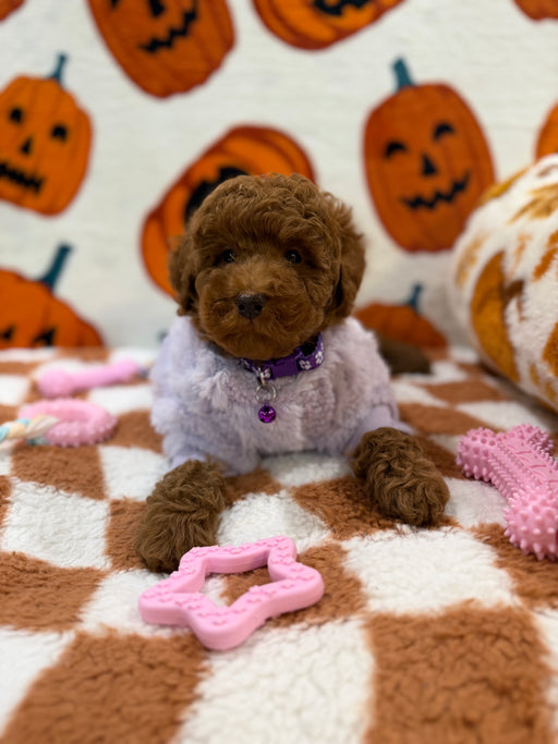 PENNY (Mini Poodle)