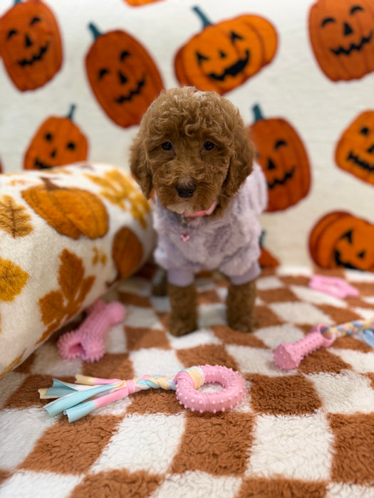 PEARL (Mini Poodle)