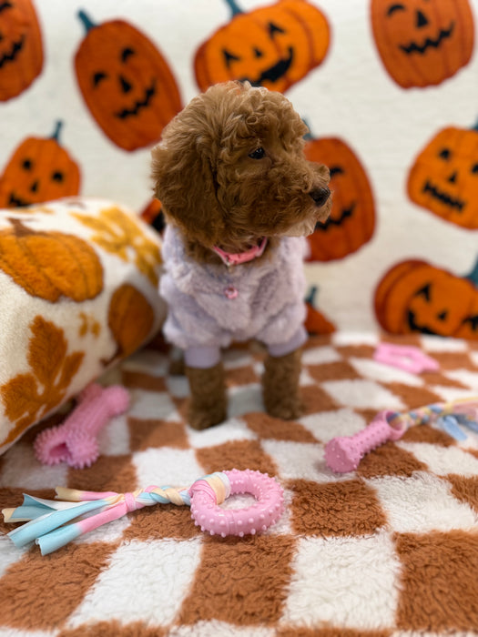 PEARL (Mini Poodle)
