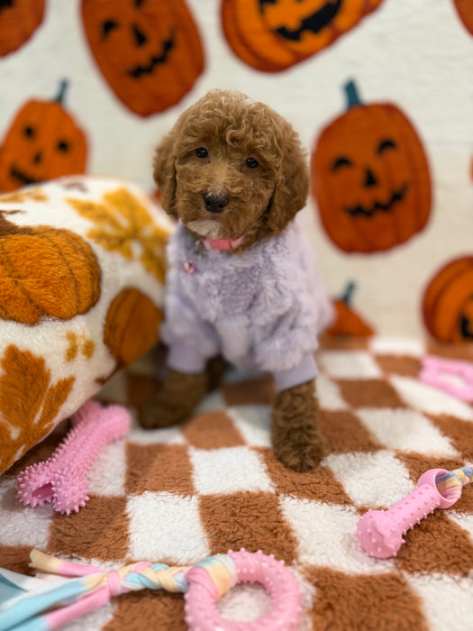 PEARL (Mini Poodle)