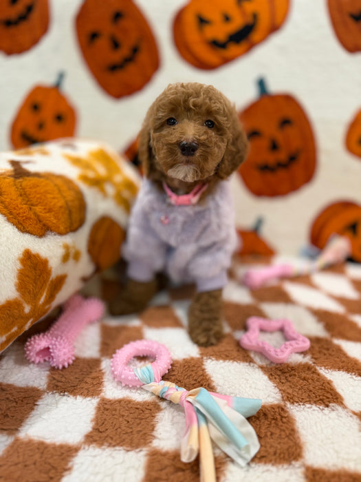 PEARL (Mini Poodle)