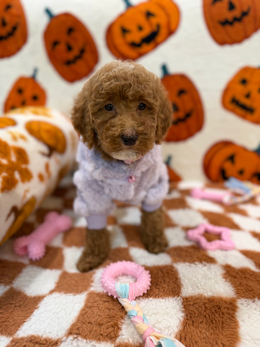 PEARL (Mini Poodle)