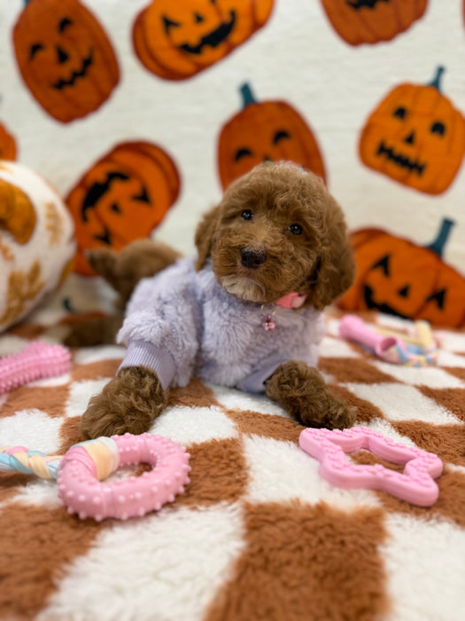 PEARL (Mini Poodle)