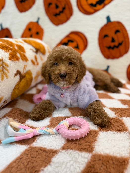 PEARL (Mini Poodle)