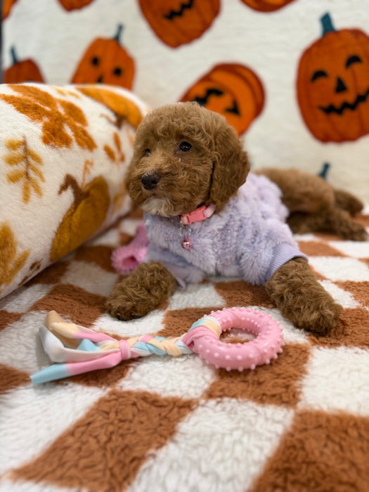 PEARL (Mini Poodle)