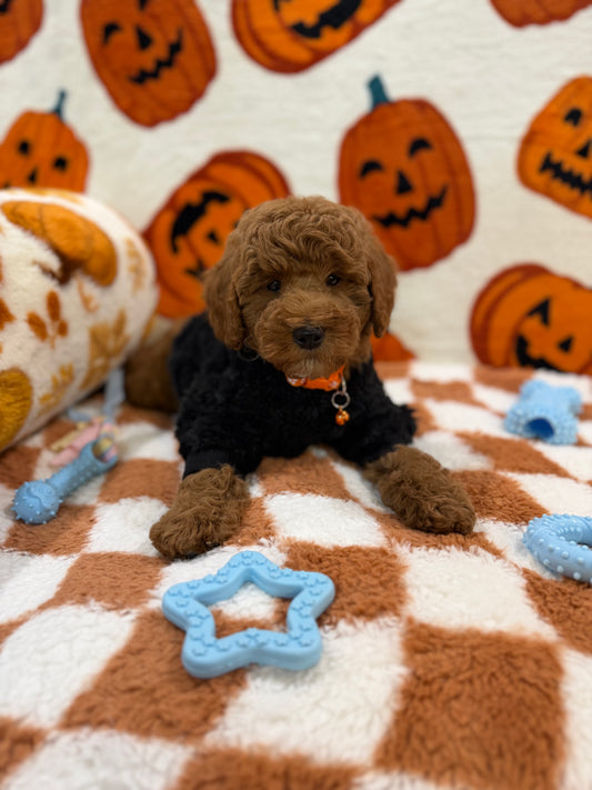 POLO (Mini Poodle)