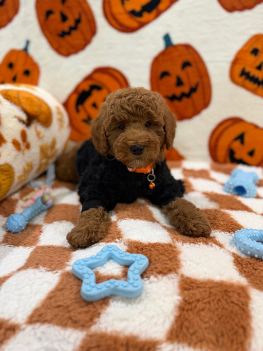 POLO (Mini Poodle)