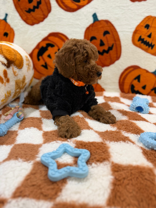 POLO (Mini Poodle)
