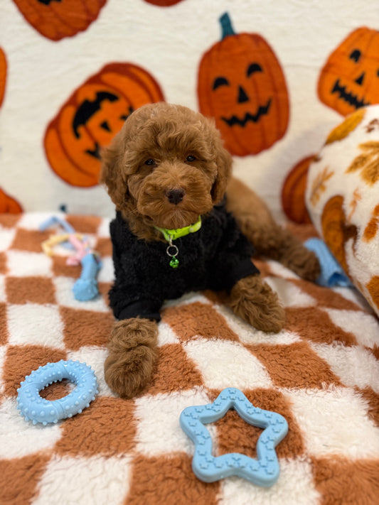 PERRY (Mini Poodle)