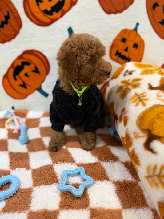 PERRY (Mini Poodle)