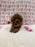 Bella (Red Toy Poodle)