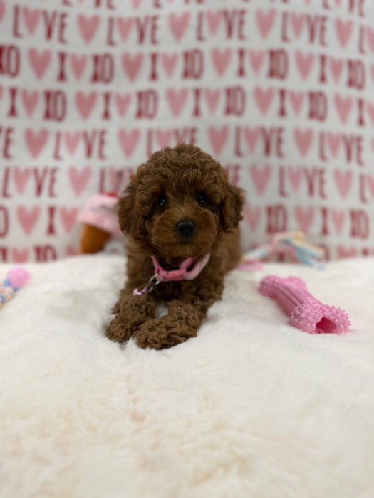 Bella (Red Toy Poodle)