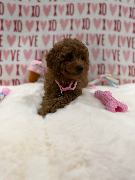 Bella (Red Toy Poodle)