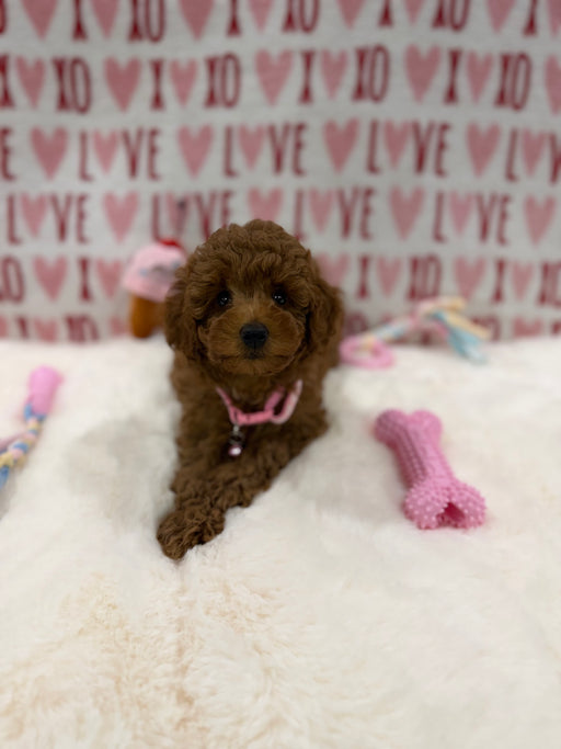 Bella (Red Toy Poodle)