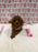 Bella (Red Toy Poodle)