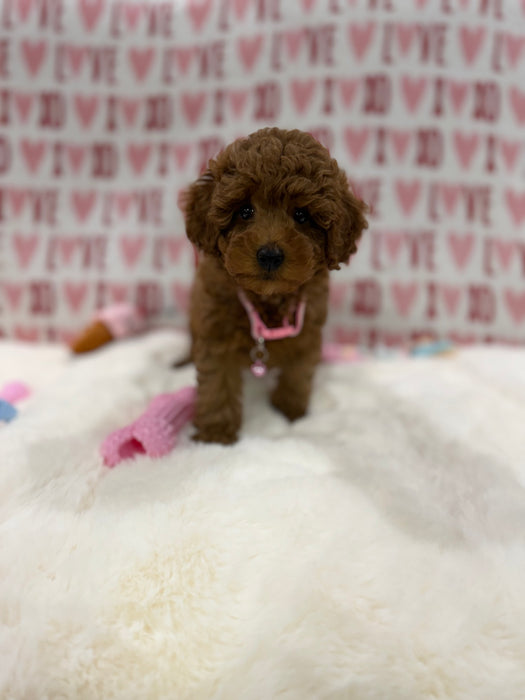 Bella (Red Toy Poodle)