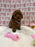 Baby (Red Toy Poodle)