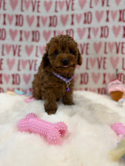 Baby (Red Toy Poodle)