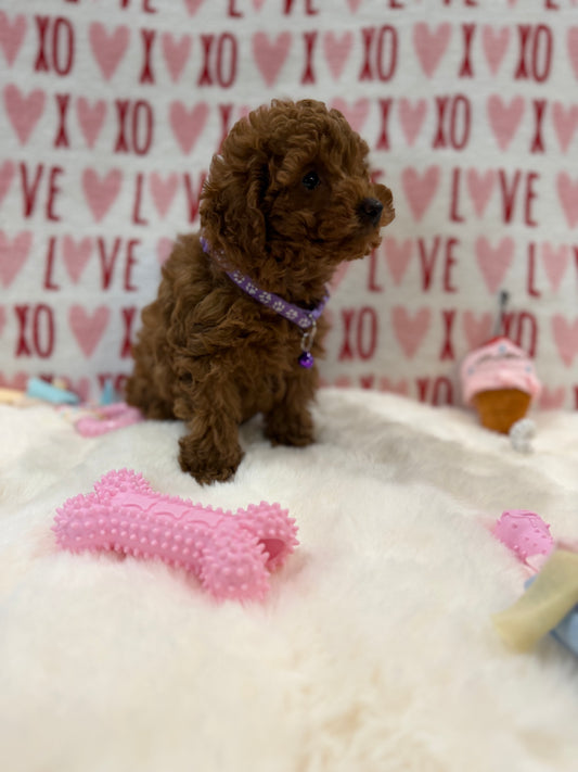 Baby (Red Toy Poodle)