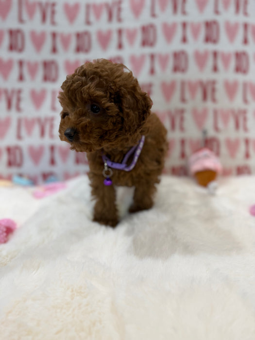 Baby (Red Toy Poodle)