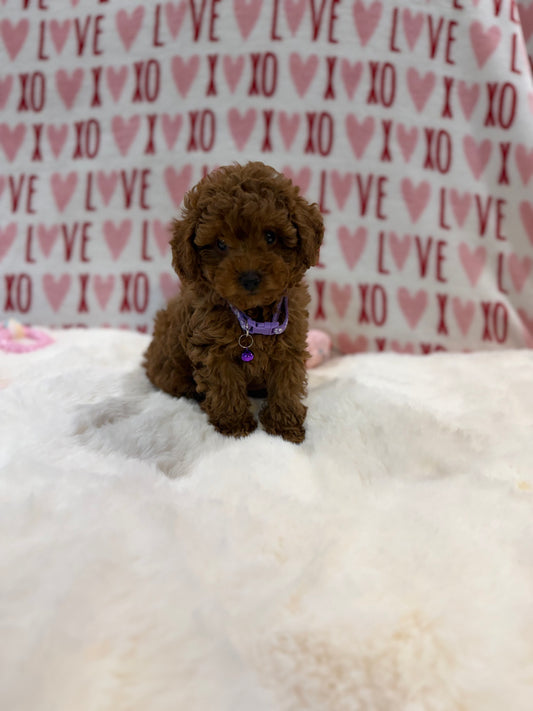 Baby (Red Toy Poodle)
