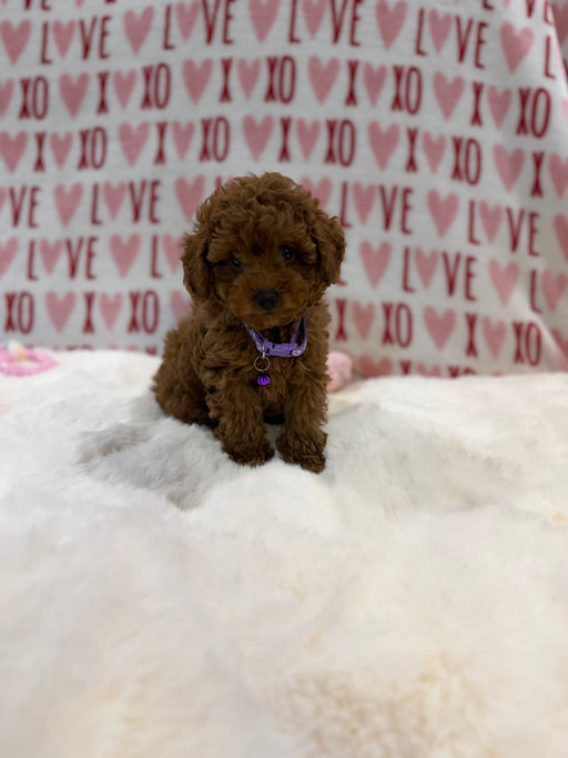 Baby (Red Toy Poodle)
