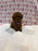 Baby (Red Toy Poodle)