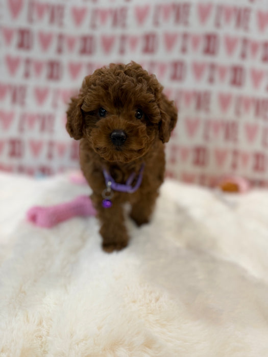Baby (Red Toy Poodle)