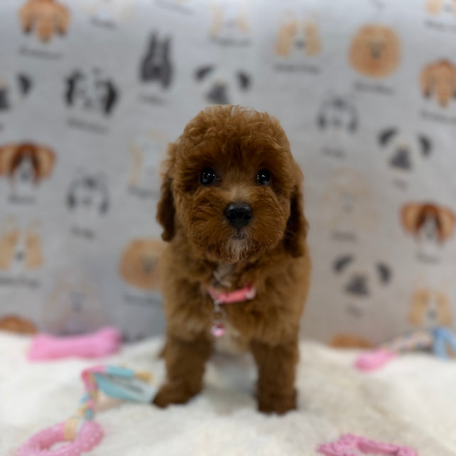 SASHA (Mini Poodle)