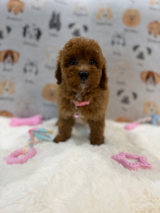 SASHA (Mini Poodle)