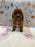 SASHA (Mini Poodle)