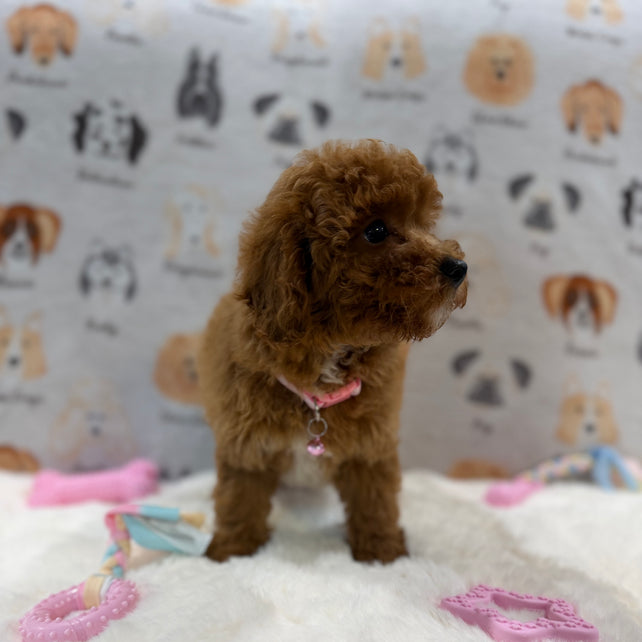 SASHA (Mini Poodle)