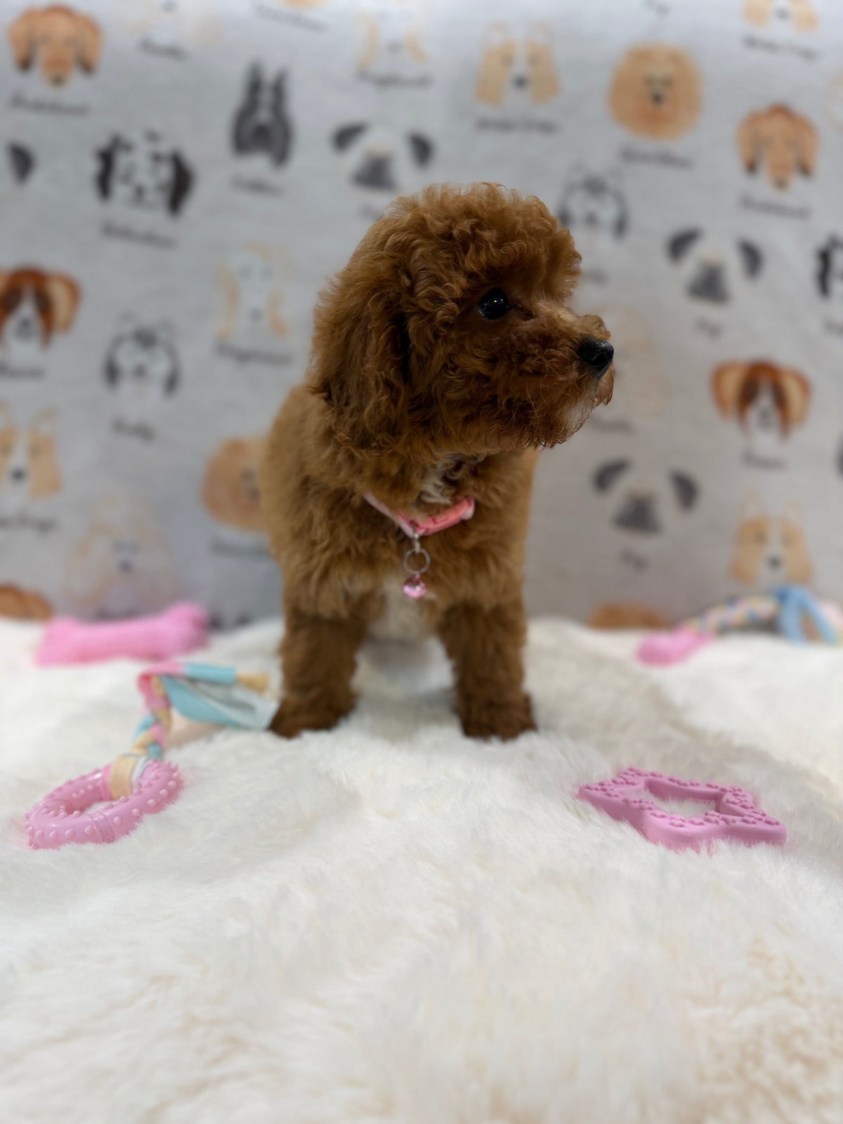 SASHA (Mini Poodle)