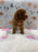 SASHA (Mini Poodle)