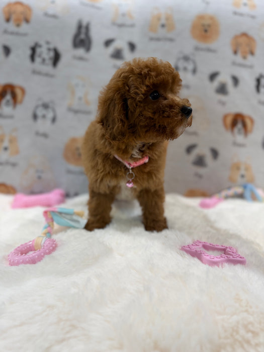 SASHA (Mini Poodle)