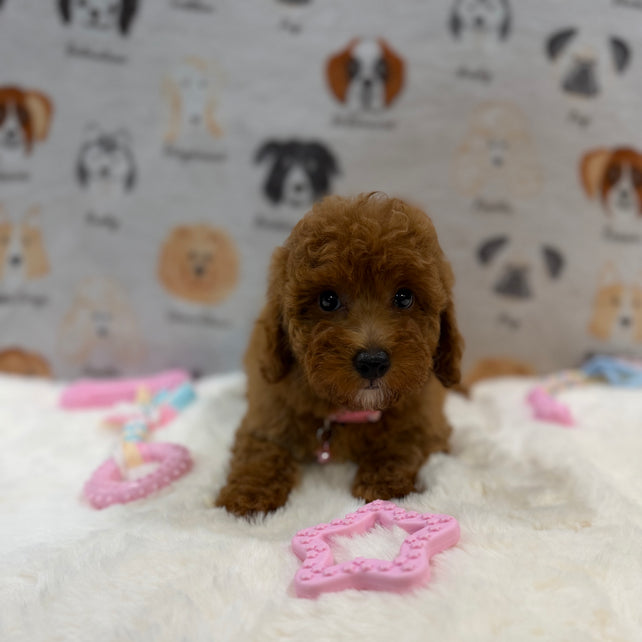 SASHA (Mini Poodle)