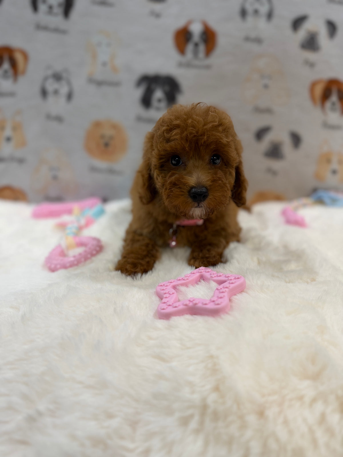 SASHA (Mini Poodle)